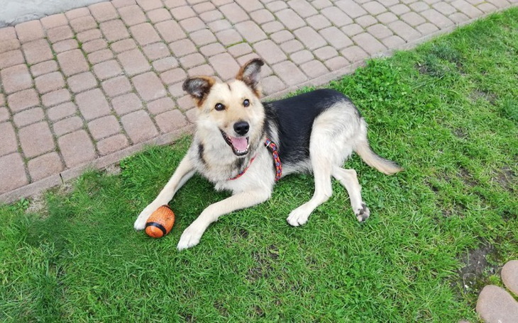 Zbiórka Piko-operacja, by mógł chodzić - zdjęcie główne