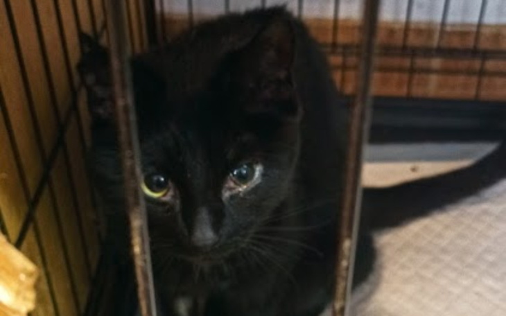 Zbiórka Gnijące rany dzielnej kotuni - zdjęcie główne