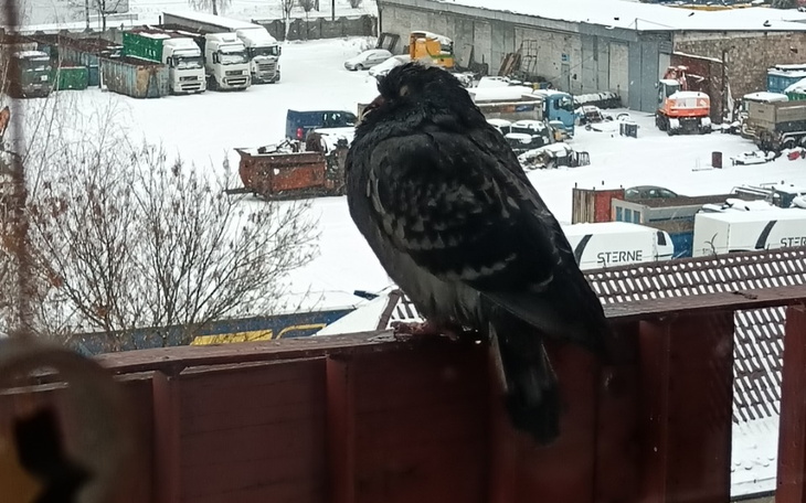 Zbiórka Zbieram na karmę dla gołębi - zdjęcie główne