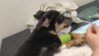 Zbiórka Walczymy o oddech malutkiej - miniaturka zdjęcia