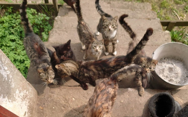 Grupa kotów bawiących się na schodach, z różnorodnymi umaszczeniami.