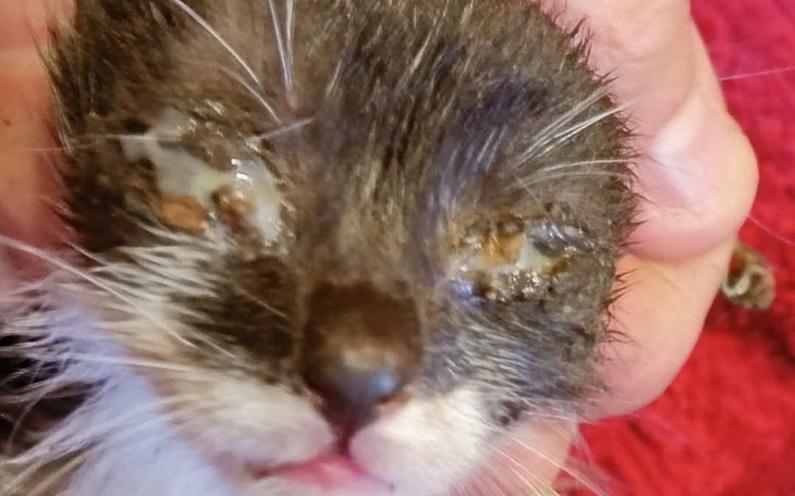 Kotek z poważnymi problemami zdrowotnymi, potrzebujący pomocy.