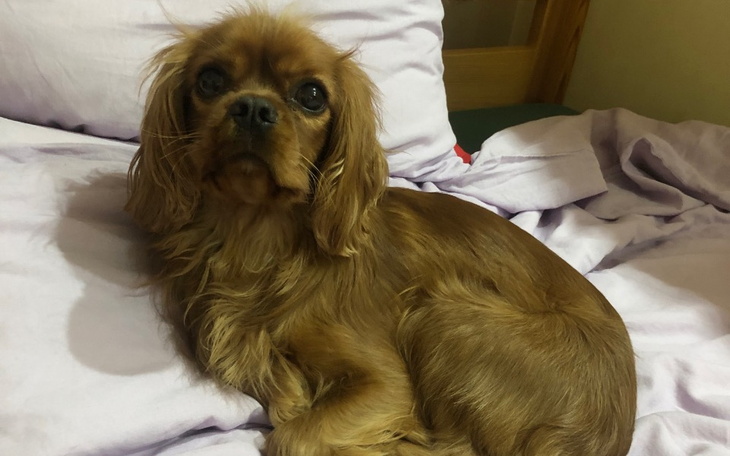 Zbiórka Na leczenie Serafina - zdjęcie główne