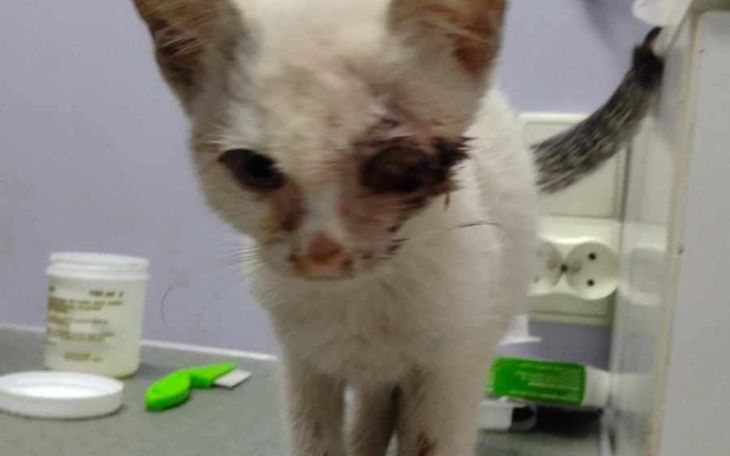 Zbiórka Śnieżynka-wesprzyj jej leczenie - zdjęcie główne