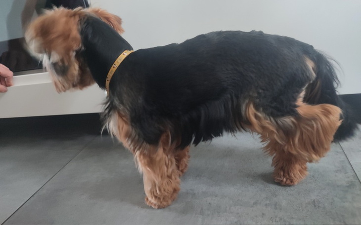 Zbiórka Dla felusia na operację łapki - zdjęcie główne