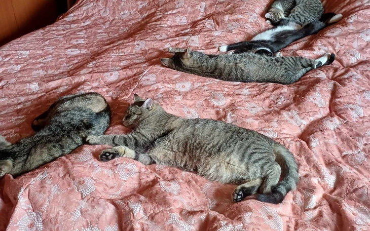 Grupa kotów śpiących na łóżku, w różnych pozycjach.