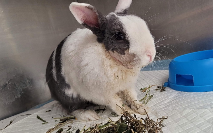 Zbiórka Leczenie ząbków Bobka - zdjęcie główne