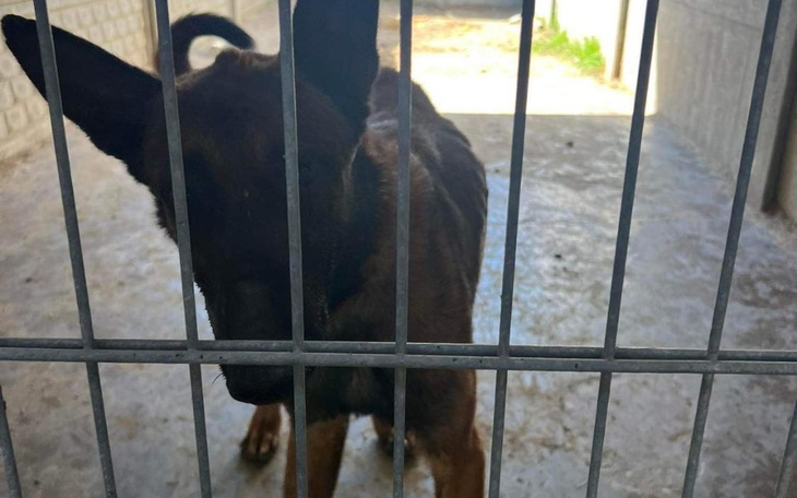 Pies za kratami, wyglądający na smutnego i spragnionego uwagi.