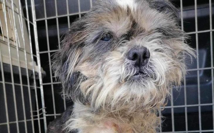 Zbiórka Starość jest źle wymyślona-Tosia - zdjęcie główne