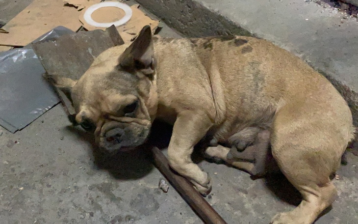 Zbiórka Potrzebna pomoc dla buldożki - zdjęcie główne