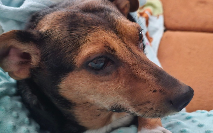 Zbliżenie na psa leżącego na kanapie, z wyrazem twarzy.