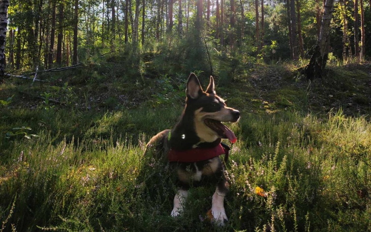 Pies w lesie, cieszący się słońcem i otoczeniem.