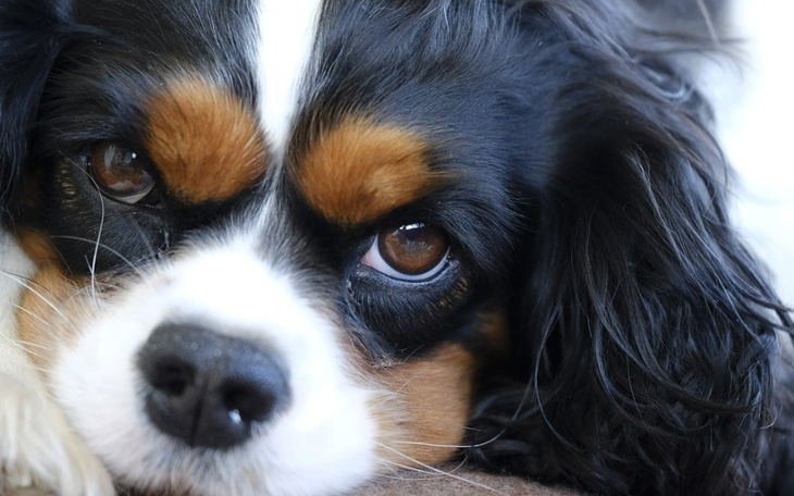 Zbiórka Pies Terapeuta - zdjęcie główne