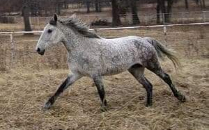 Zbiórka Ostoja konna - zdjęcie główne