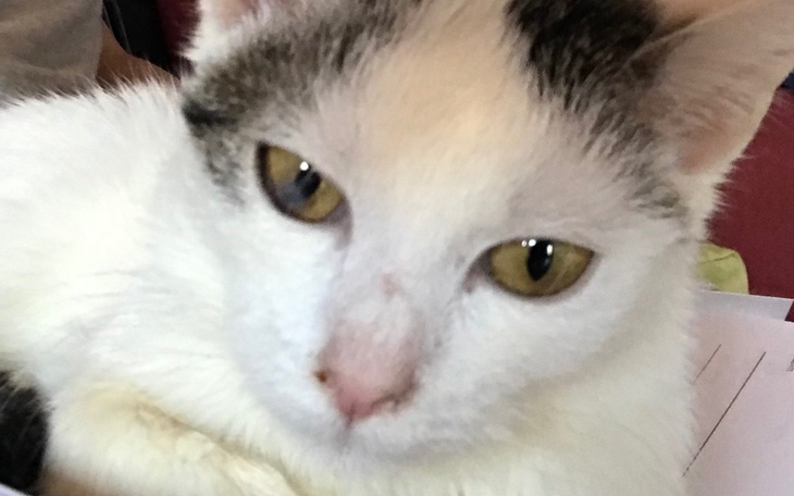 Droga wiejska otoczona zielenią i polami.