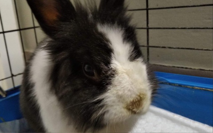 Zbiórka Królik Harry i koszaci Panowie - zdjęcie główne