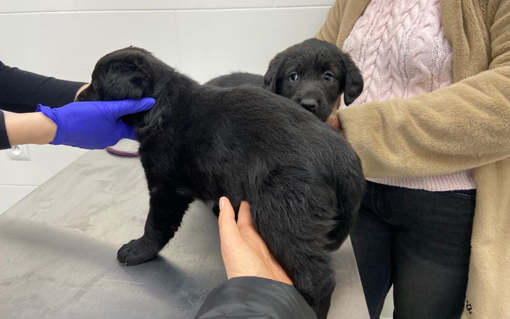 Szczeniaki w klinice weterynaryjnej, jeden z nich jest trzymany przez osobę.