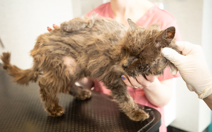 Chory kot w rękach weterynarza, potrzebujący pomocy.