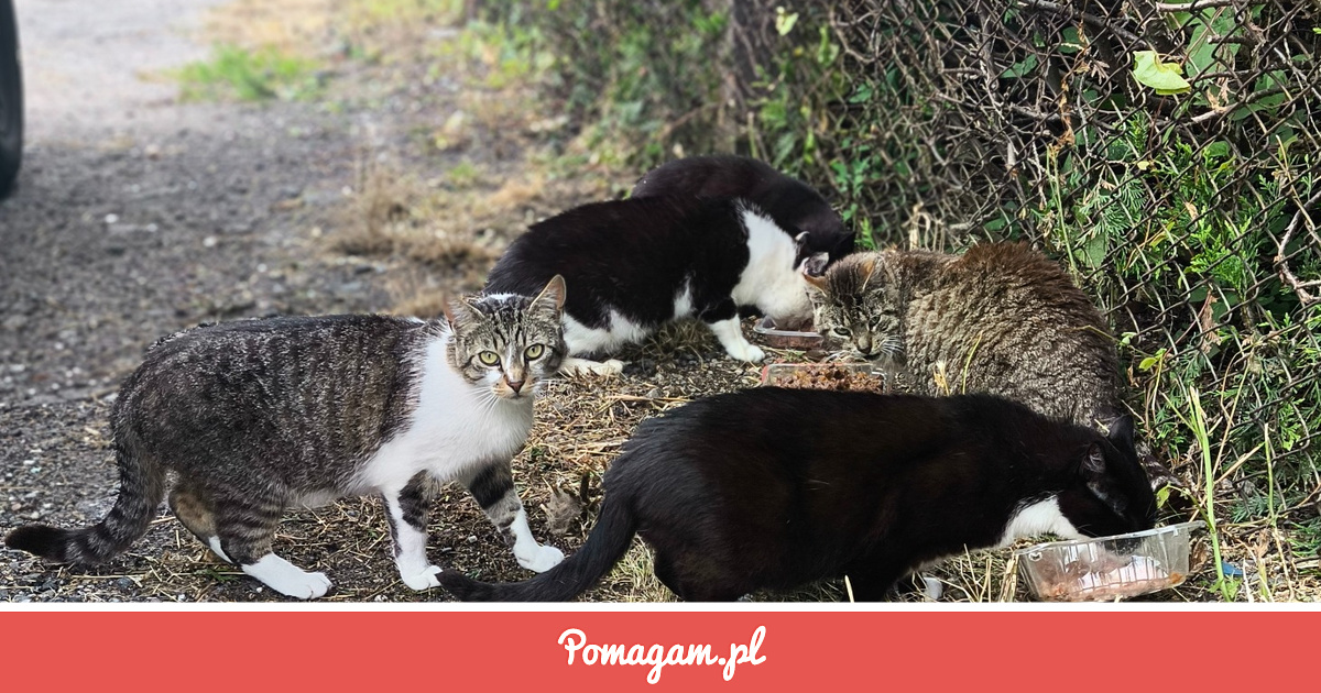 Pomuz Zrzutka na Pomóż Pomagać Bezdomnym Kotom... - Anna Zawadzka | Pomagam.pl