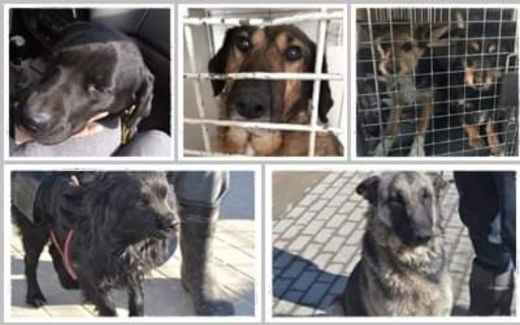 Zbiórka Ratunku Jedzie 6 psów - zdjęcie główne