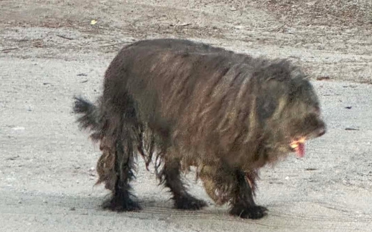 Koci szczątki na tle pazurów i wąsów.