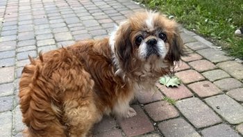 Zbiórka Wyrzucona na ulicę suczka shih tzu - miniaturka zdjęcia
