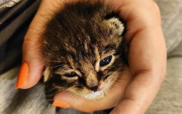 Mały kotek trzymany w dłoni, z zamkniętymi oczami.