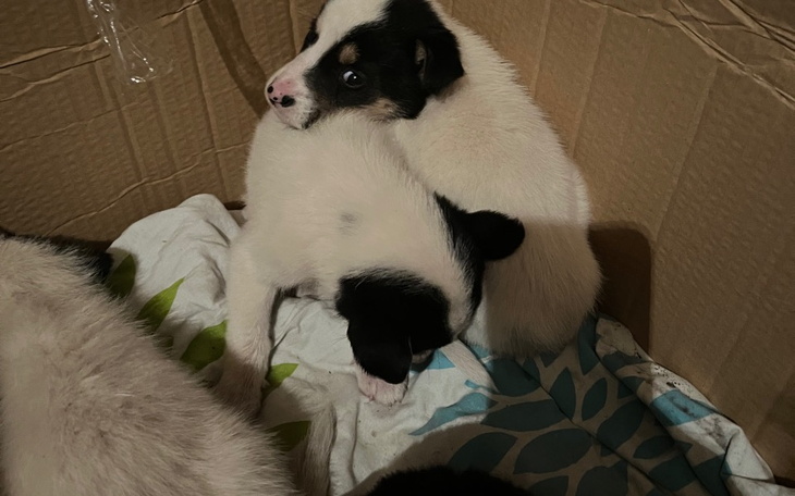 Zbiórka Ratujemy życie szczeniąt z lasu - zdjęcie główne