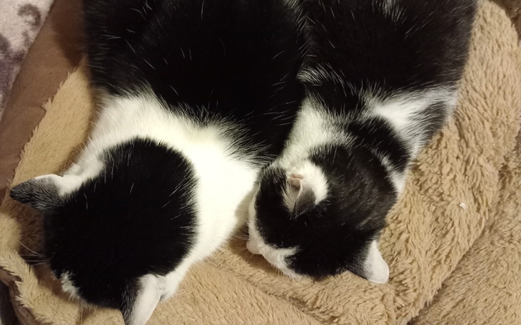 Dwa czarno-białe koty śpiące obok siebie na miękkim kocu.