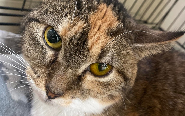 Zbiórka Iza contra Fip - zdjęcie główne