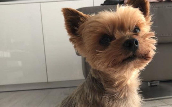 Zbiórka Stworzenie fundacji/ schroniska - zdjęcie główne