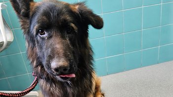 Zbiórka Owczarek z połamaną szczeką - miniaturka zdjęcia