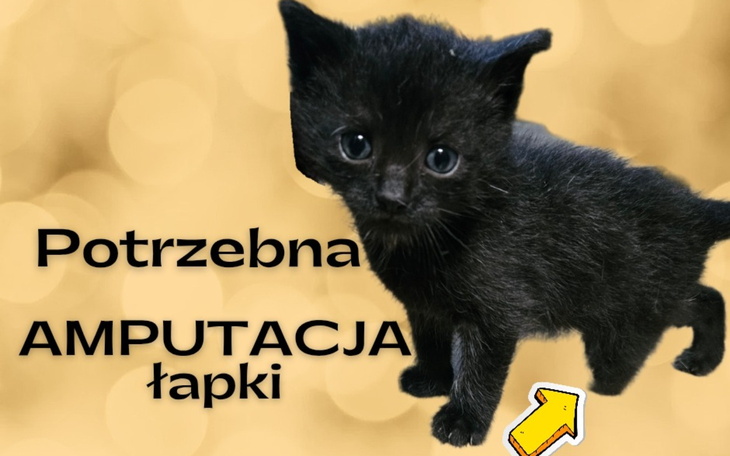 Czarny kotek potrzebujący pomocy, z napisem o amputacji łapki.