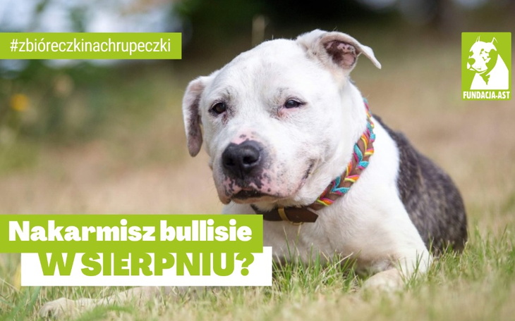 Zbiórka Nakarmisz bullisie w sierpniu - zdjęcie główne