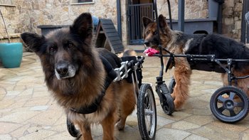 Zbiórka Na walkę z pasożytami - miniaturka zdjęcia