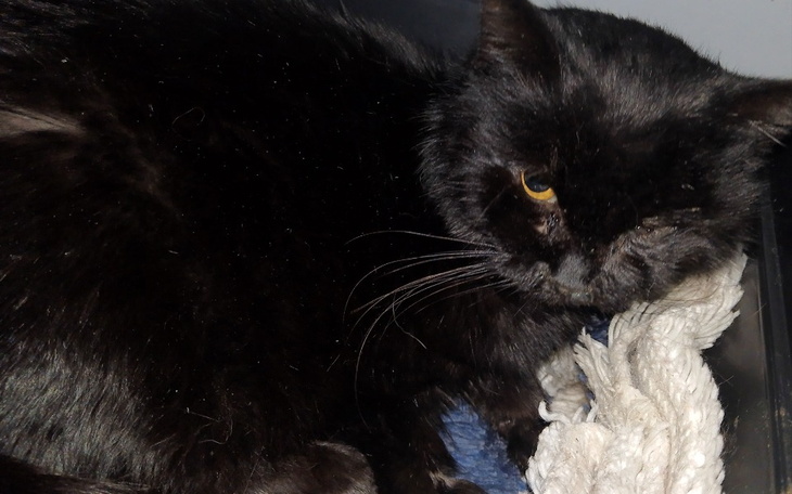 Czarny kot leżący w koszu, z jednym okiem widocznym.