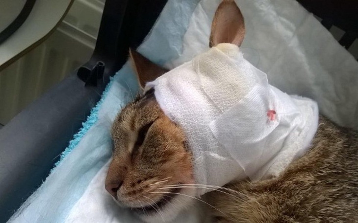 Zbiórka Pimpek Buski zbiera na leczenie - zdjęcie główne