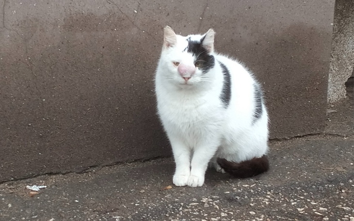 Zbiórka Plamka Potrzebuje pomocy - zdjęcie główne