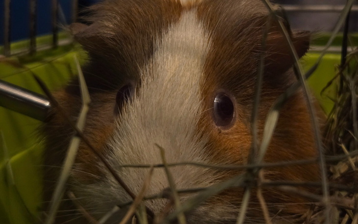 Świnka morska w klatce, otoczona sianem.