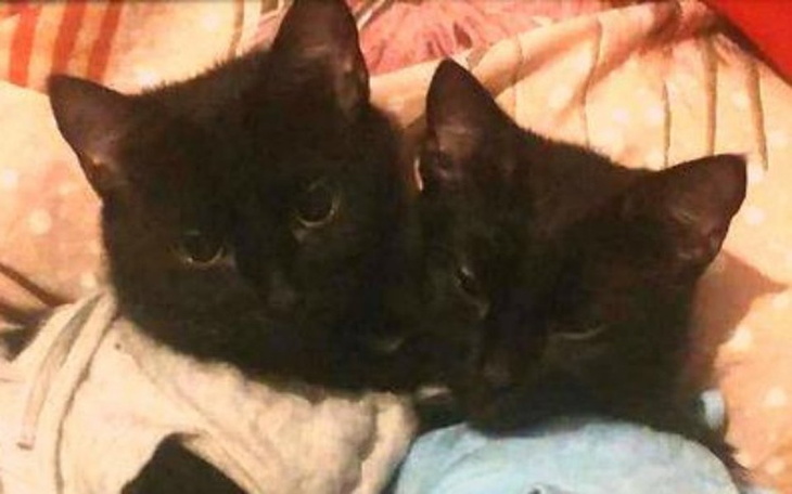 Zbiórka KASTRUJ z Nami BEZDOMNOŚĆ! - zdjęcie główne