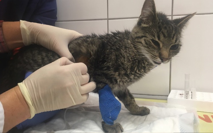 Zbiórka PotrzebnyLekGS441MalgosiaMaFIP - zdjęcie główne