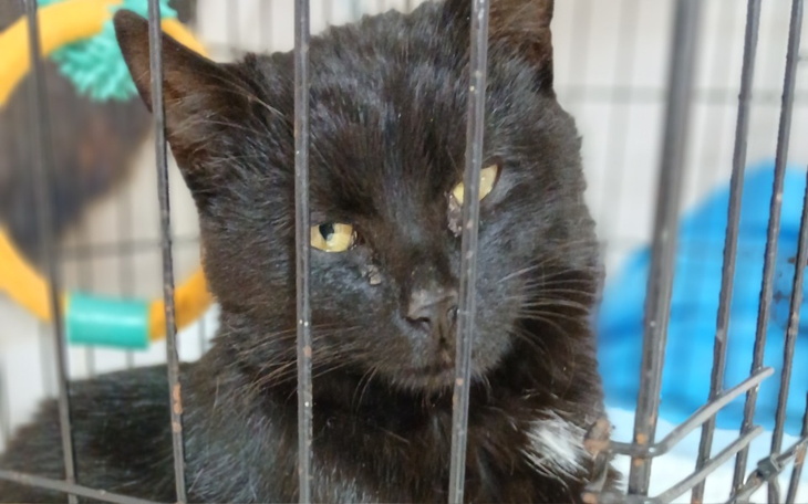 Zbiórka Porzucona kotka skazana na FIP - zdjęcie główne