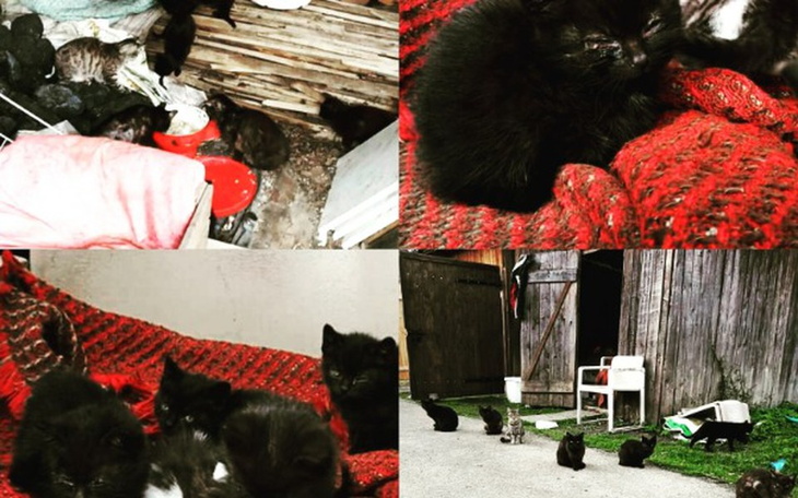 Zbiórka Ratujemy maluszki - zdjęcie główne