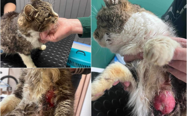 Zbiórka Wielki krwawy guz - zdjęcie główne