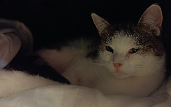 Zbiórka Dentysta Teosia - zdjęcie główne