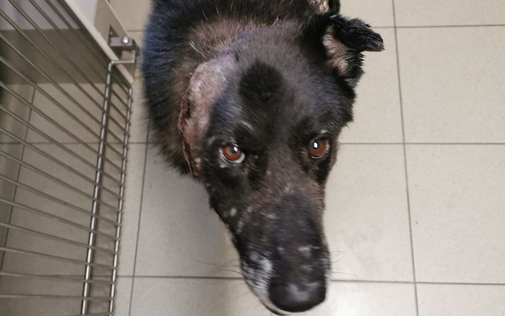 Zbiórka Dla psiaka bez ucha - zdjęcie główne