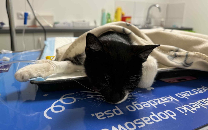 Czarny kot śpi na stole, przykryty kocem.