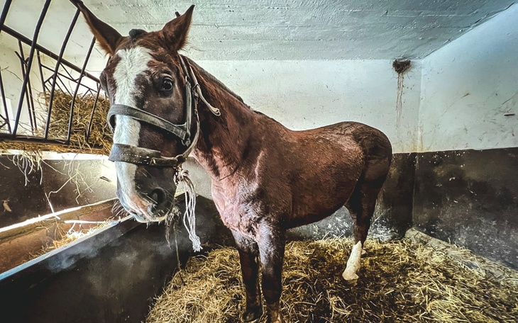 Koń w stajni, patrzy w stronę obiektywu.