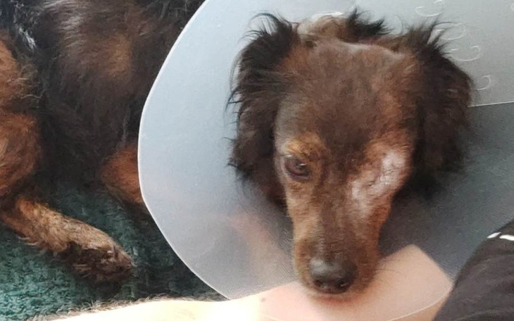 Zbiórka Leczenie psa po utracie oka. - zdjęcie główne