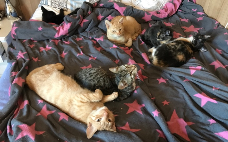 Zbiórka Zwierzaki proszę o wsparcie - zdjęcie główne